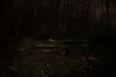 Wildkatze