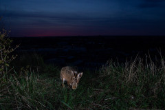 Hase