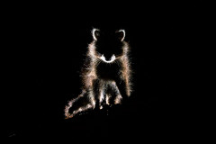 Waschbär Im Gegenlicht