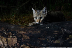 Wildkatze