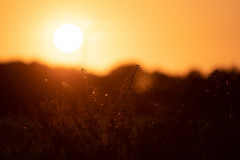 AikoSukdolak__DSC3941