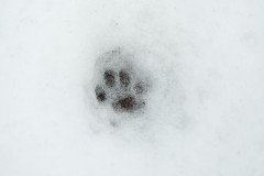 Wildkarzenfährte