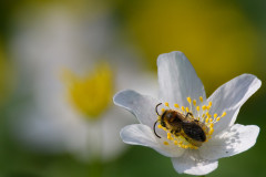 AikoSukdolak_20180416-DSC_7580