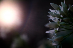 AikoSukdolak_20180430-DSCF0928