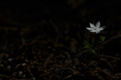 AikoSukdolak_20180509-DSC_6532