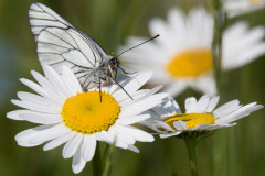 AikoSukdolak_20180520-DSC_0748