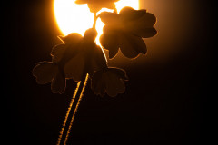 AikoSukdolak_DSC3738