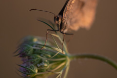 AikoSukdolak_DSC6698