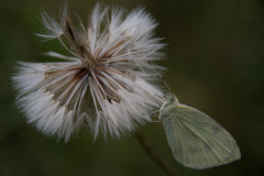 AikoSukdolak_DSC_2896