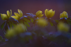 AikoSukdolak_DSC_3076