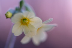 AikoSukdolak__DSC3990