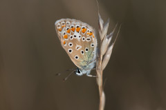 AikoSukdolak__DSC6282