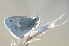 AikoSukdolak__DSC6328