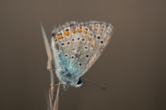 AikoSukdolak__DSC6462