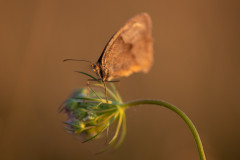 AikoSukdolak__DSC6708