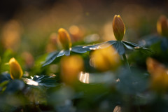 AikoSukdolak__DSC7926