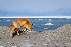 AikoSukdolak_DSC_2452