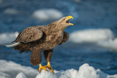 AikoSukdolak_DSC_8338