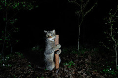 Cameratrap picture of a wildcat rubbing herselv on a batten where I applied valerian to collect fur  during a campain for dna sampling with the scientists of the BUND Lower-Saxony. Region of Hannover, Germany