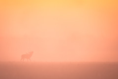 AikoSukdolak__DSC5936