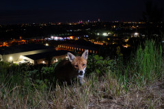 Aiko_Sukdolak_Fuchs_Kamerafalle_DSC_7723