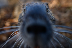 Aiko_Sukdolak_Nutria_DSC0527