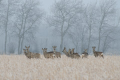 AikoSukdolak_20130214-AIS_7304