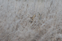 AikoSukdolak_20150121-AIS_6224