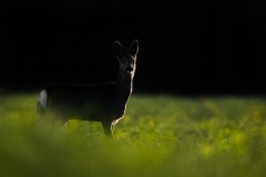 AikoSukdolak_20180108-DSC_1338