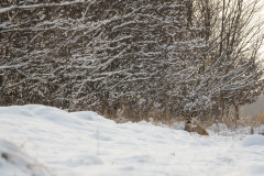 AikoSukdolak_20180228-DSC_3516