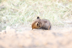 AikoSukdolak_20180515-DSC_8602