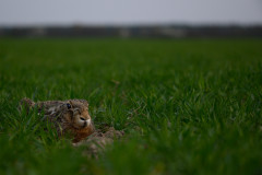 AikoSukdolak_20190402-20190402-DSC_2069