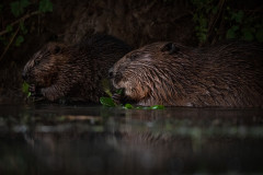 AikoSukdolak__DSC2726