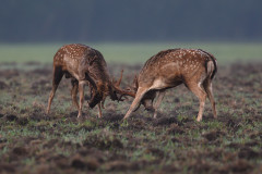 AikoSukdolak__DSC5281