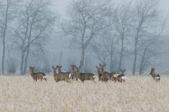Ein Sprung Rehe im Winter
