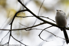 AikoSukdolak_Schwanzmeise-DSC_0041