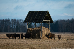 AikoSukdolak__DSC1117-Verbessert-RR