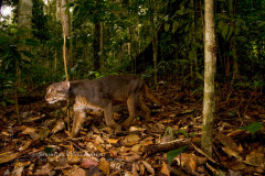 Bay Cat (Pardofelis badia) gray morph male in lowland rainforest, Tawau Hills Park, Sabah, Borneo, Malaysia