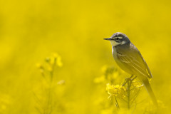 AikoSukdolak_20180506-DSC_3908