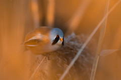 AikoSukdolak_20181014-DSC_7515