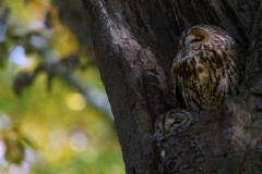 aiko.sukdolak.de
