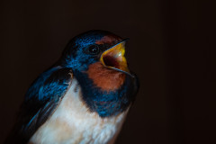 AikoSukdolak_20190427-20190427-DSC_8383