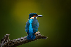 AikoSukdolak_DSC_2009-Bearbeitet-2