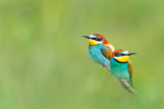 AikoSukdolak_DSC_3333