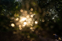 Camertrap picture of a Blackbird on a log with sunlight illuminating waterdrops on the lens. No bait or lures. Region of Hannover Germany.