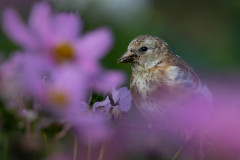 AikoSukdolak_DSC_9748
