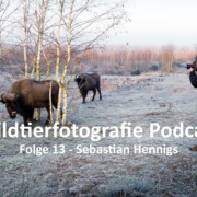 wildtierfotografie-podcast-folge-13-mit-sebastian-Hennigs/